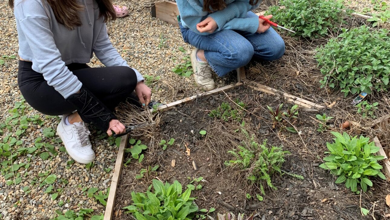 Two people crouching in a garden bed, tending to plants and pulling weeds.