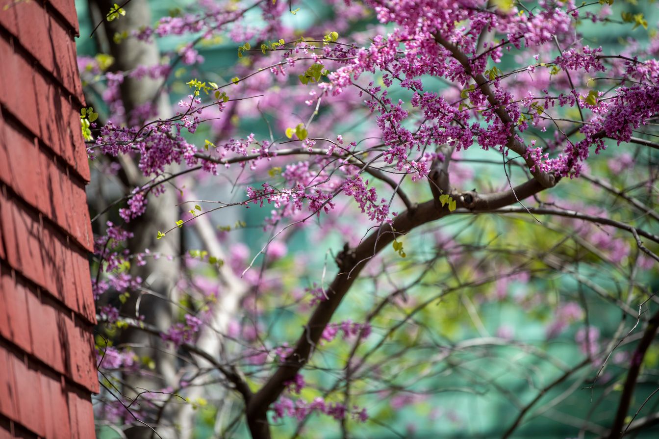 A tree with purple flowers in front of a building.